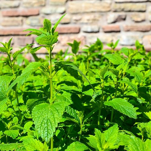 Bloomique - Lot de 3 - Melissa Officinalis - Mélisse - Plantes de jardin - Résistantes à l'hiver - Hauteur 10-20 cm - Pot 9x9 cm