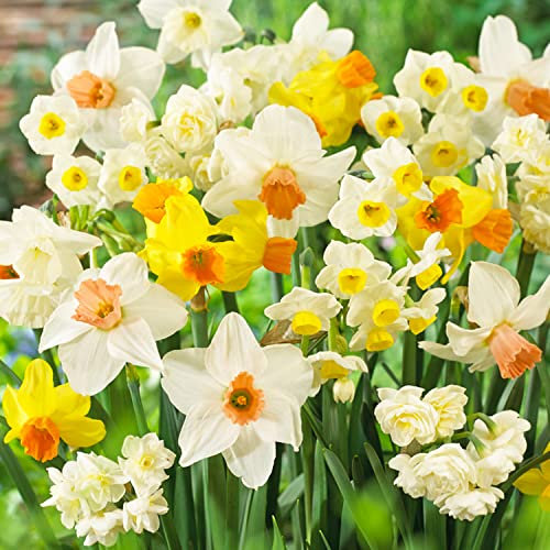 Bulbi Fiori Perenni da Esterno - 25 Bulbi di Narciso Collezione Budget - 6-7 varietà - Piante e fiori esclusivi dall'Olanda - Profumati - per giardino e vaso (non semi, non artificiali)