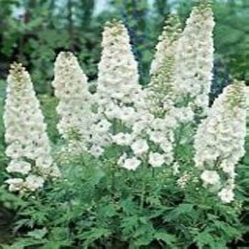 Delphinium/Larkspur (Delphinium Consolida) - Roi Blanc - 50 Semi