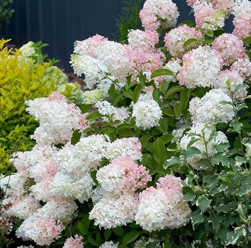 Phantom Hydrangea Shrub - 6-12 Tall Live Plant - 2.5 Pot - White, Pink Panicle Hydrangea Tree/Bush - Hydrangea paniculata 'Phantom'