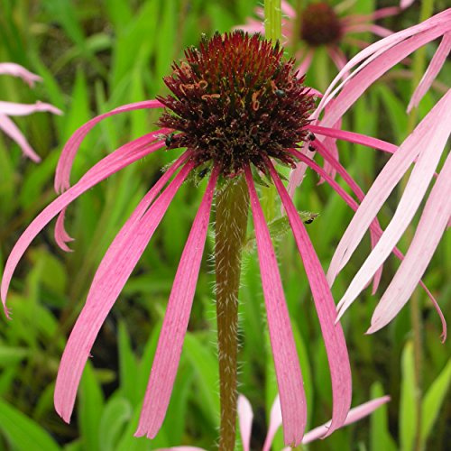 Blumixx Stauden Echinacea pallida – Präriesonnenhut, rosa blühend, winterharte Staude, insektenfreundlich, für Naturgarten