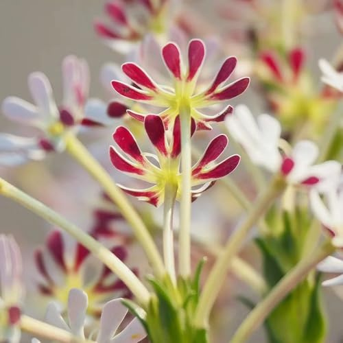 Phlox - balcone, semi di, esotiche varietà antiche biologiche arredamento del soggiorno in vaso balcone d'appartamento esotiche in 225semi
