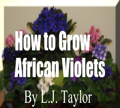 How to Grow African Violets