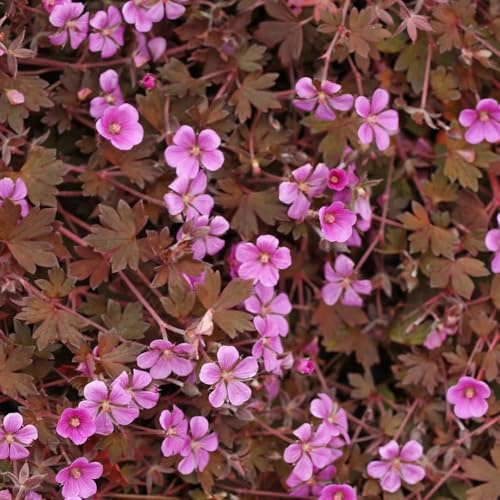 semillas de geranio - de verano perennes semillas siembra pasto exóticas sombra cobertura del suelo interior decoración balcones jardín inusual 300pcs