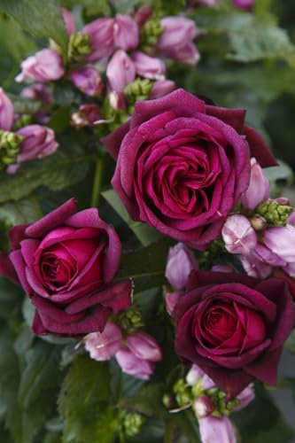 Rosa 'Gräfin Diana' - Edelrose, zartrosa Blüten, Blütezeit Juni-September, ideal für Rabatten, duftend, pflegeleicht und winterhart