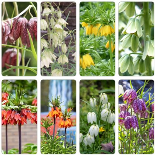 fritillaria bulbi corona imperiale prado di bonsai da interno ufficio bonsai primavera letti elevati per giardino corona imperiale esotici 9 pezzi