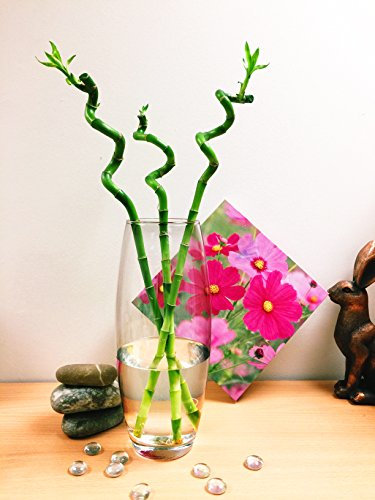 Easy Plants 3 x Spiral Lucky Bamboo in Large Tall Glass Vase - Stylish Plant Arrangement for Feng Shui