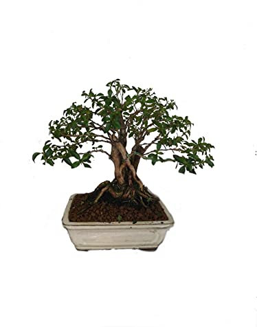 Bonsái de Serissa Phoetida Natural Árbol de Riego Moderado