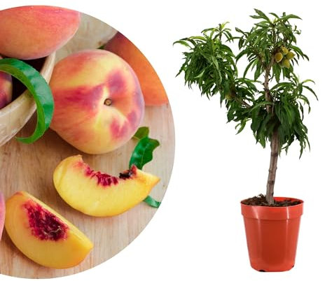 Meine Orangerie - Zwergobst Stämmchen Pfirsich - Zwergpfirsich - Höhe inkl. Topf ca. 80-90cm - winterharter Pfirsichbaum für Garten, Balkon oder Terrasse im Ø22-24cm Topf