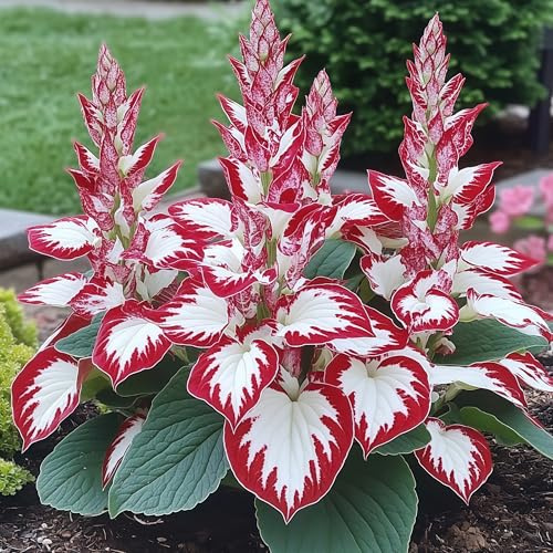 Hosta Bulbo,DecoracióN Del Patio,Tolerantes Al FríO Y A La Sombra,Rizoma De Hosta,Cobertura Del Suelo,BalcóN,Hosta Pianta-4 Bulbo-J