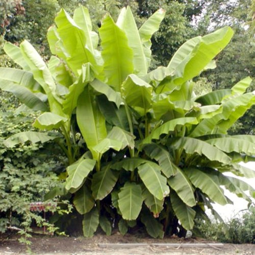 Banana Plants Basjoo Includes Four (4) Plants Cold Hardy