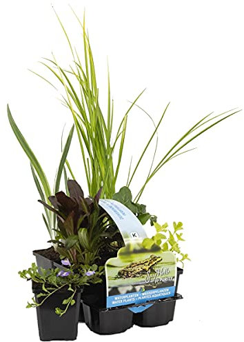 Bloomique - 6er Set - Reinigende Teichpflanzen - Wasserpflanzen Miniteich - Zone 1 & 2 - Winterhart - Höhe 15-25 cm - Topf 9 cm