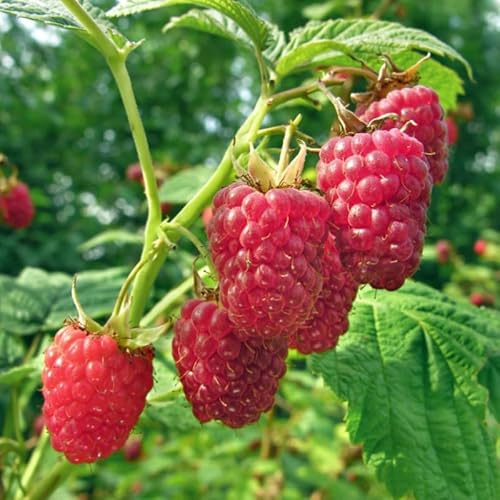 2 Raspberry Plants Live Seedlings, 5 to 9 Inch Tall, Sweet Raspberry Bush Live Plants, Edible Raspberries Fruit Trees Live Plants, No Pot (Caroline Red Raspberry)