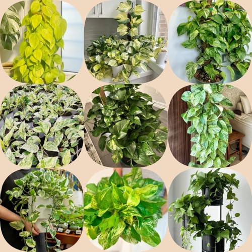 Semi di Pothos - per giardinieri vecchie varietà rampicanti biologiche d'appartamento facili curare balcone resistenti esterno in vaso prodotti 550pcs