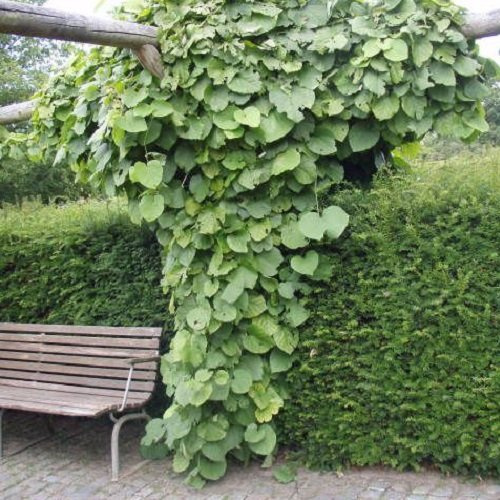 Pfeifenwinde/Aristolochia - Mehrjährig und Winterhart - Gelb/Grün | Pfeifenblume (Aristolochia macrophylla (durior)) - Kletterpflanze | 1,5 Liter Topf