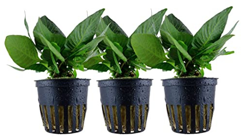 AquaOne Aquarium Pflanze 3 Stück Hygrophila corymbosa 'Compact' | Stängelpflanze voll durchwurzelt einfach pflegeleicht Aquascaping Dekoration
