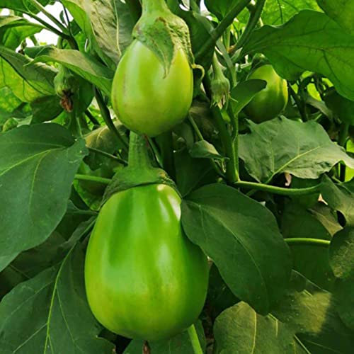 Saterkali Semi di melanzane verdi, 100 pezzi/borsa Semi di melanzane verdi Gustosi semi di melanzane fresche nutritive portatili ad alto rendimento per l'azienda agricola Semi Di Melanzane