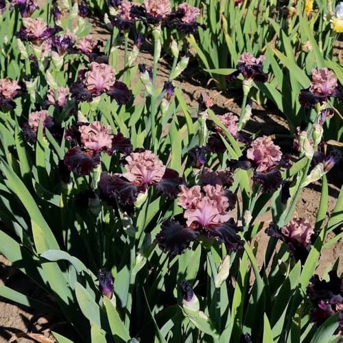 iris - selvatici perenne primaverili giardino, tappezzanti, resistenti, perenni resistenti da giardino e da balcone Coltivare sul balcone 2bulbi