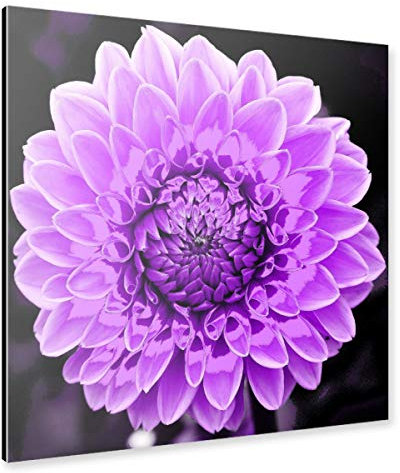 artboxONE Alu-Print 30x30 cm Dahlie pop lila von Künstler THULA Photography