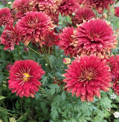 Winteraster Brockenfeuer - Chrysanthemum hortorum - lebende Gartenpflanze aus den Baumschulen