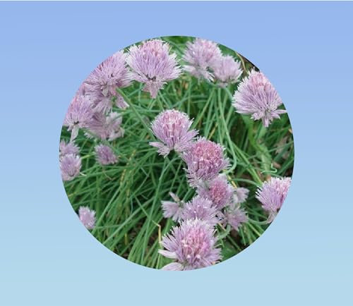 200 graines de Ciboulette Civette - Allium Schoenoprasum.
