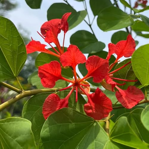 semillas de orquideas - balcón, resistentes perennes 100pcs
