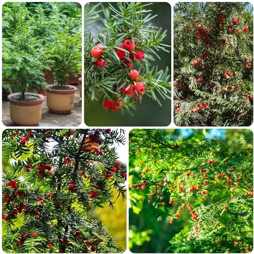 Semi di tasso Taxus baccata, da giardino resistenti perenni semi di tasso, arbusti resistenti all'esterno semi di vecchie varietà 100pcs