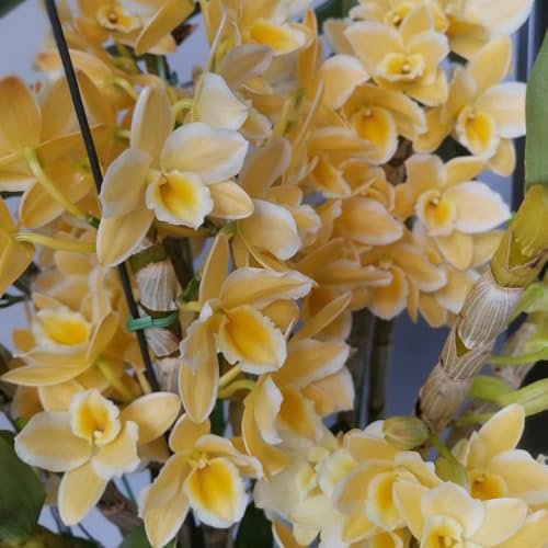 semillas de orquideas dendrobium - macizos, exóticas resistentes de orquídeas dendrobium, balcón, regalos de jardín para mujeres, 550pcs