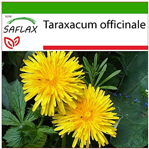 SAFLAX - Läkemedelsväxter - Maskrosor - 200 Frön - Med pottsubstrat för bättre odling - Taraxacum officinale