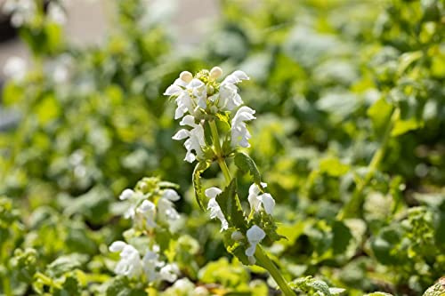 Lamium maculatum 'Album' 9x9 cm Topf – Winterhart, Mehrjährig, Pflegeleicht – Silberblatt-Taubnessel – Bodendecker für schattige Beete & Unterpflanzung