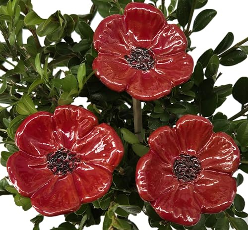 Keramik Blüten Anemonen mit großen Blüten (dunkelrot, 3-er Set)