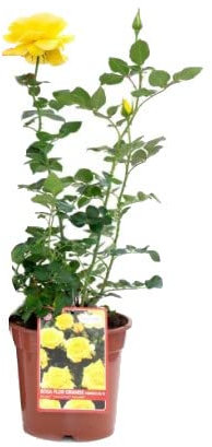 Flor de Exterior Rosal Amarillo Grande Planta Natural Rosal Arbustivo