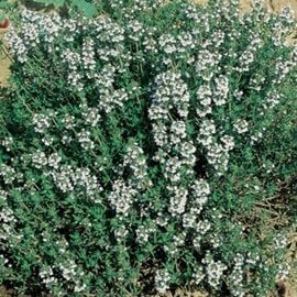 ORIGANO GRECO A FIORE BIANCO NR.100 SEMI