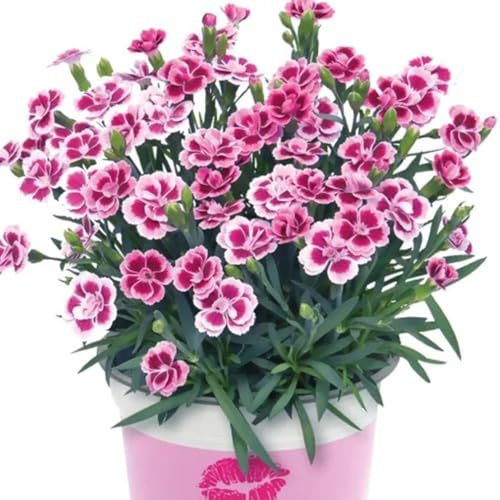 semi di garofano, primaverili resistenti per il giardino da esotiche 350pcs