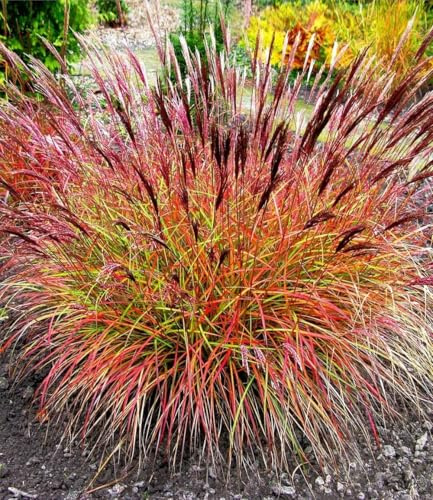 BALDUR Garten 3x Chinaschilf Red Chief, Pflanzen im 9x9 cm-Topf | Miscanthus sinensis, winterharte Staude, Chinagras, trockenresistent, mehrjährig, Wasserbedarf gering, sonniger Standort
