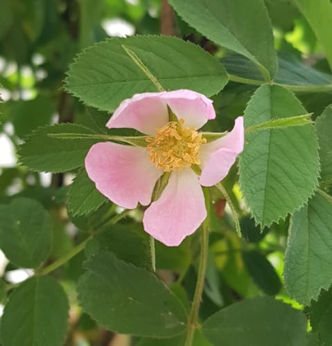 Rosa villosa 'Karpatia' / Rosier velu/Conteneur de 7 à 10 litres/Plante grimpante