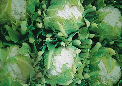 25 Seeds of Vegetable Cauliflower Cendis F1