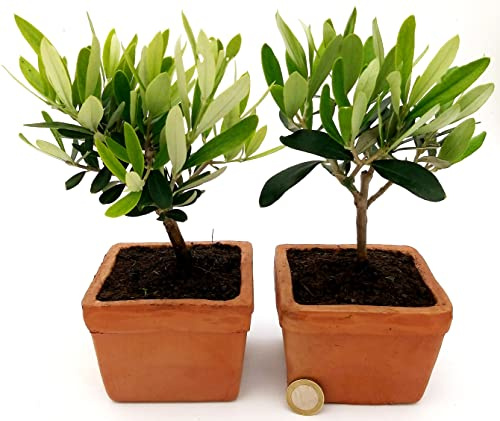 POWERS TO FLOWERS - BONSAI OLIVO IN VASO DI TERRACOTTA, 2 PIANTE, Olivo, Piante Vere