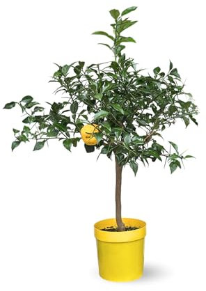 Attitude Jardin - Citronnier yuzu - agrume méditerranéen - arbre fruitier - 75-85 cm - ⌀ 22 cm