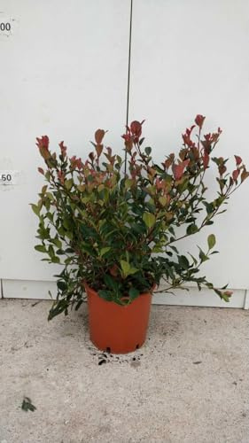 De Plante Photinia X Fraseri Nana Vase 18 CM Hauteur 40 CM (Photo Réelle)
