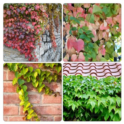 Parthenocissus tricuspidata - decorazione di tetti verdi Parterre alti giardino verdi decorativi semi di macerato 200pcs