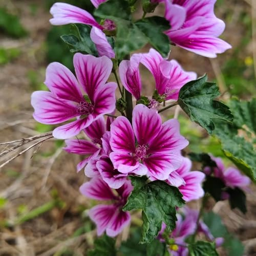 semi di malva selvatica vaso estremamente resistenti balcone decorazione giardino esterni perenni 1200pcs