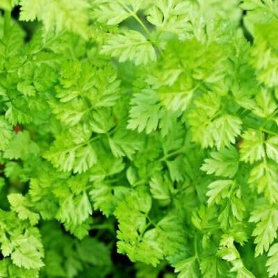 Buy4seeds Chervil Common ANTHRISCUS CEREFOLIUM 1000 Seeds Easy to Grow Garden Yard Patio