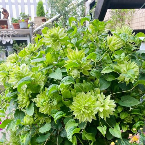 clematis winterhart - stauden mehrjährig outdoor garten exotische 8zwiebeln