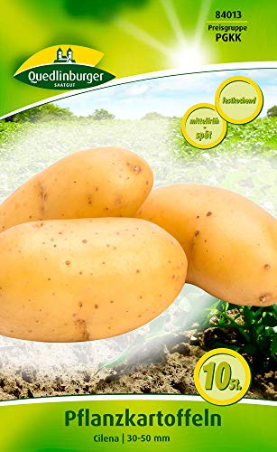 Quedlinburger 84013 Kartoffel Cilena (10 Stück) (Pflanzkartoffeln)