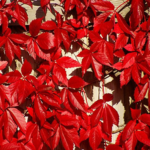 Vigne vierge Parthenocissus Quinquefolia 20 Semi