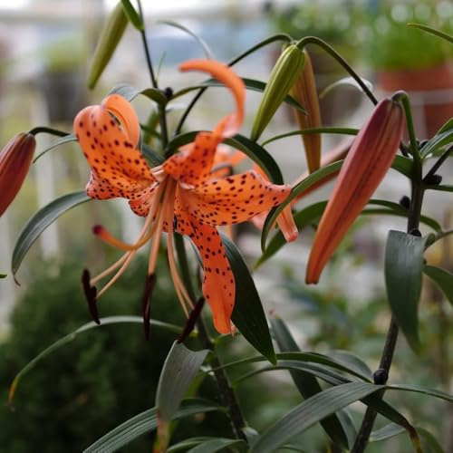 Lilium, blumensamen gastgeschenk bienenfreundlich alte sorten seltene garten zimmerpflanzen 30Samen