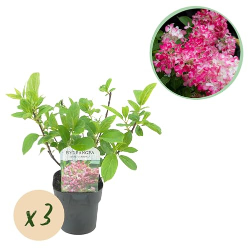 Hortensia Plume - Hydrangea panniculata Pink Diamond - Flor Rosa Blanco - 3 Plantas - 1 m2 - Caduca - Flores Grandes - 40-50cm - Ø18cm - Planta de jardín