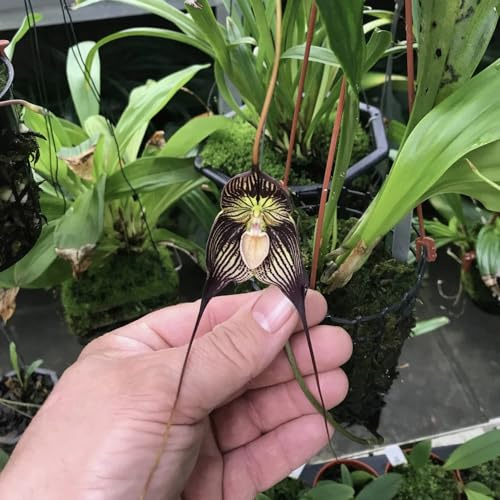 semi di orchidea scimmia, in vaso serre balcone interna giardino roccioso giardino balcone recisi d'appartamento esotiche 35pcs