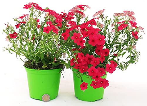 POWERS TO FLOWERS - PHLOX RIFIORENTE TAPEZZANTE ROSSO, VASO 13CM, 2 PIANTE, piante vere